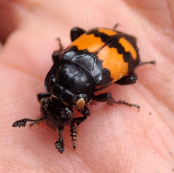 Nicrophorus vespilloides